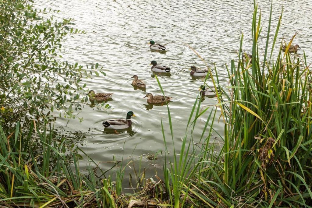 Mallard Lake South Cerney Zewnętrze zdjęcie